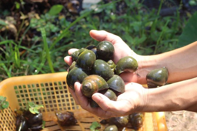 Mô hình nuôi ốc nhồi hiệu quả