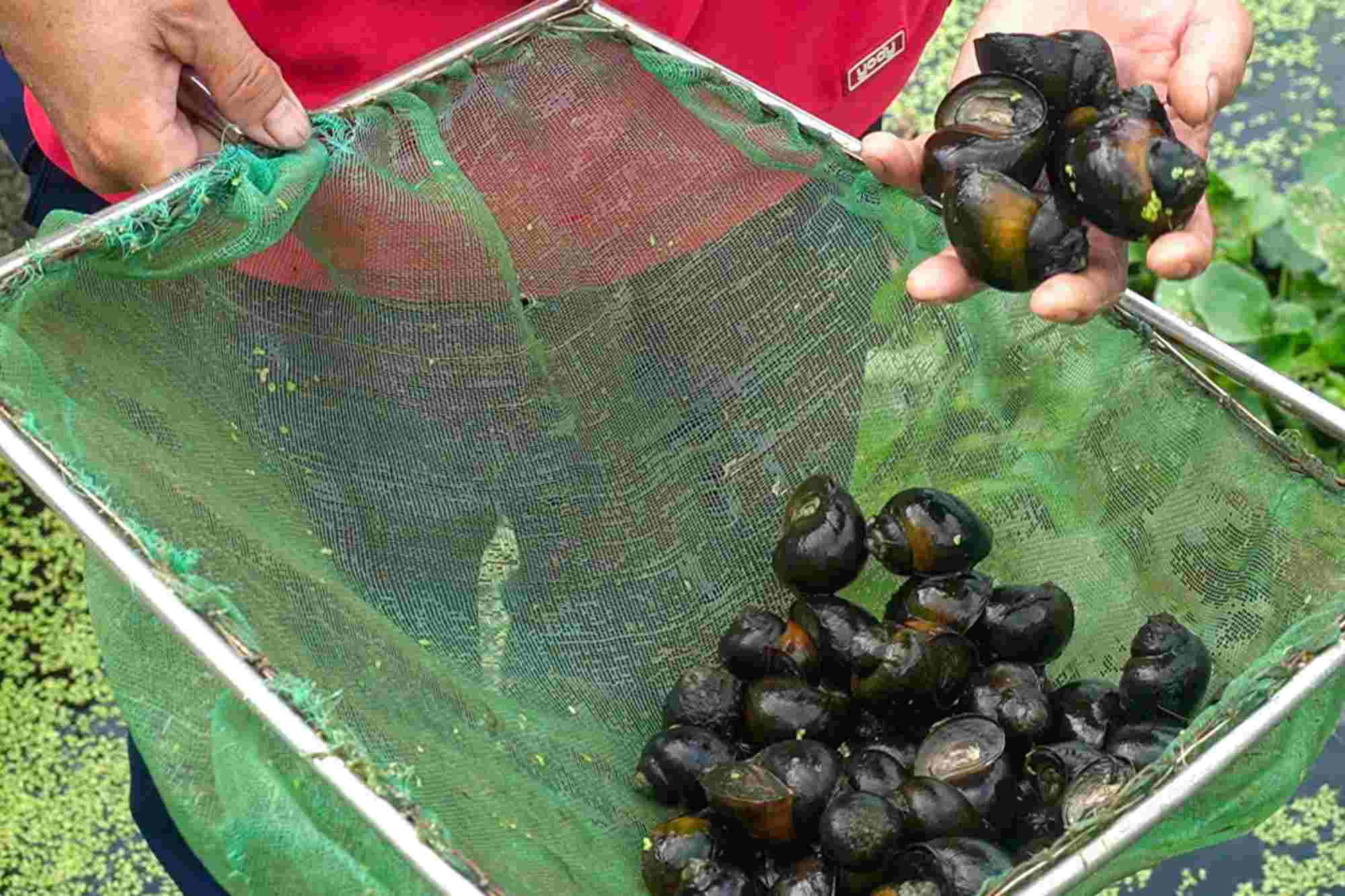 Nông dân kiểm tra chất lượng ốc